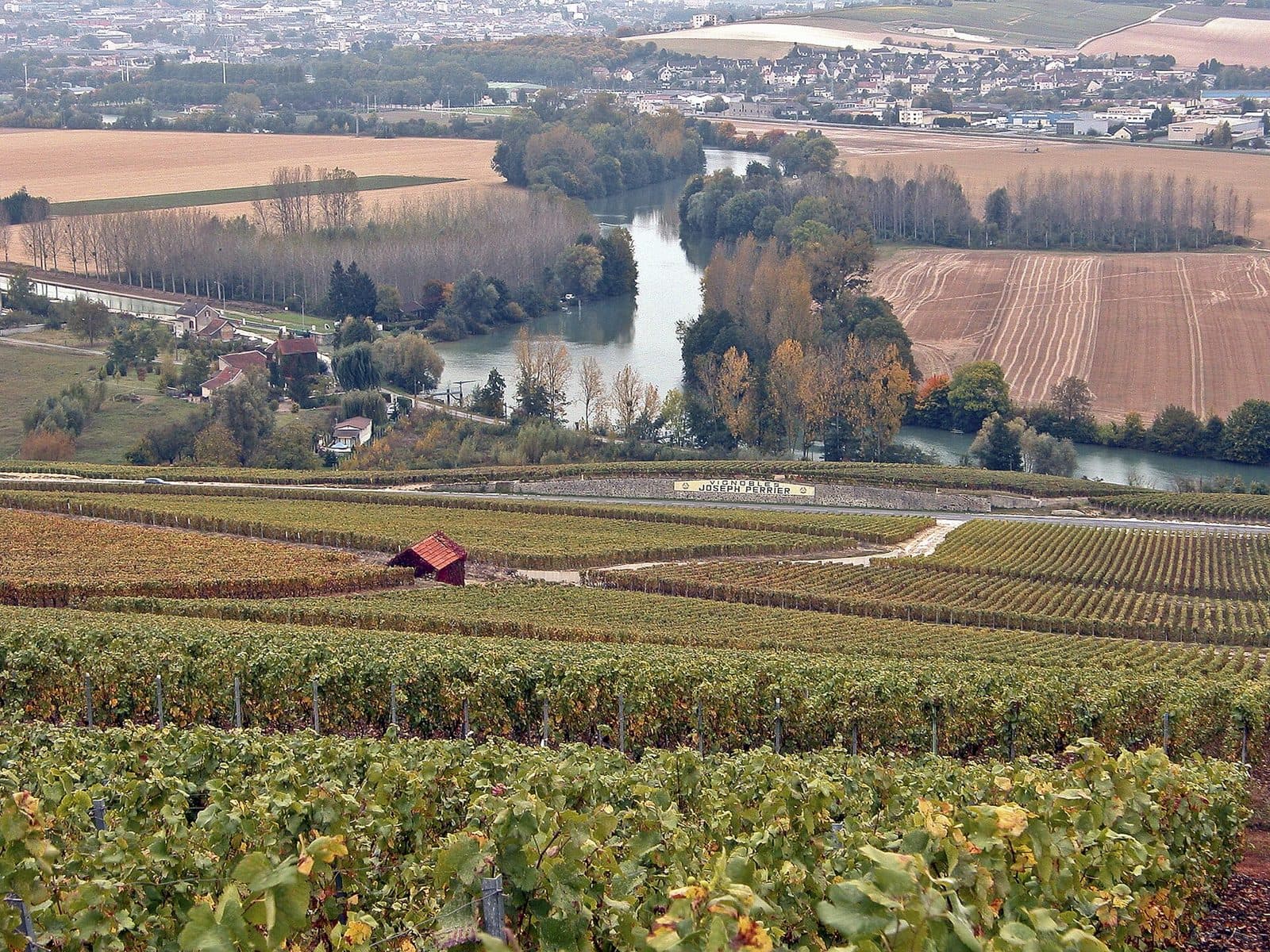 Les vignes de Champagne, au-dessus de la Marne